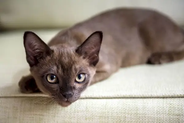 Burma-Katze liegt auf der Couch