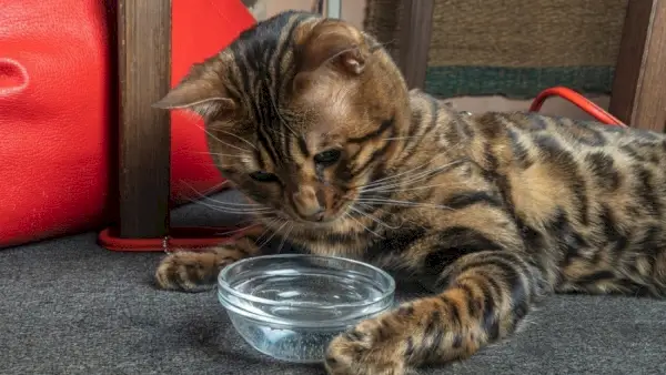 うちの猫が水を飲むために横になるのはなぜですか?