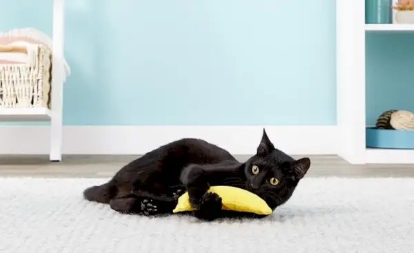 Yeowwww! Catnip banan kat toy_chewy