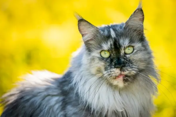 blå toroiseskal maine coon