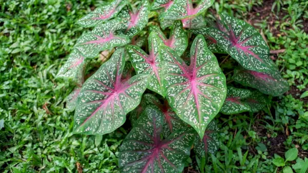 caladium i haven