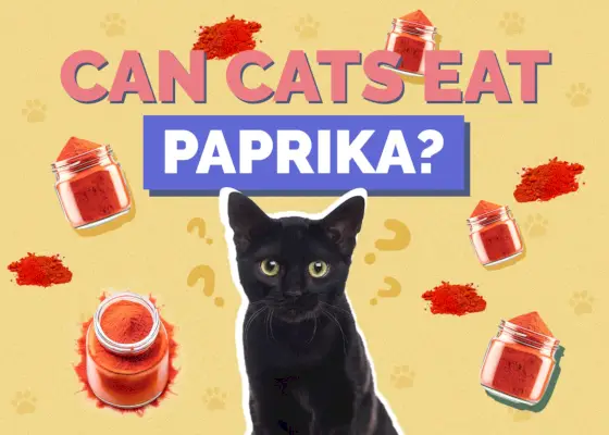 ¿Pueden los gatos comer pimentón?