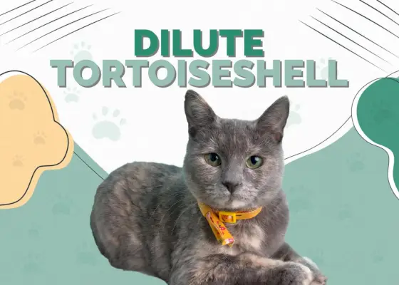 Gatto tartarugato diluito: fatti, origine e storia (con immagini)