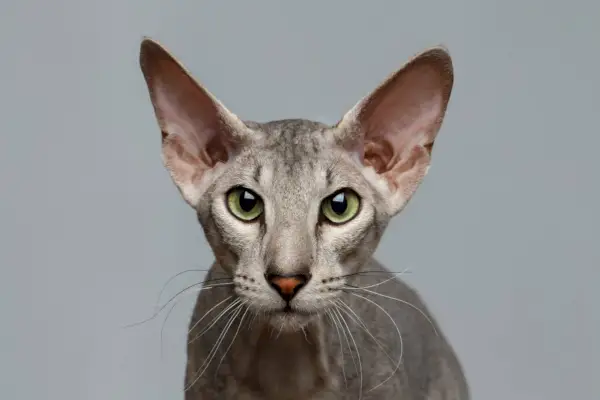 Peterbald'ın yakından görünüşü