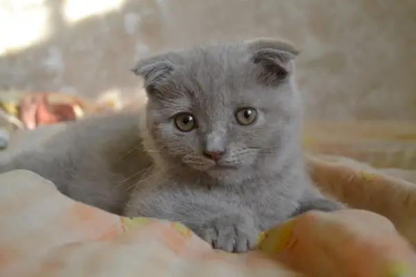 İskoç kıvrımlı kedi yalan söylüyor