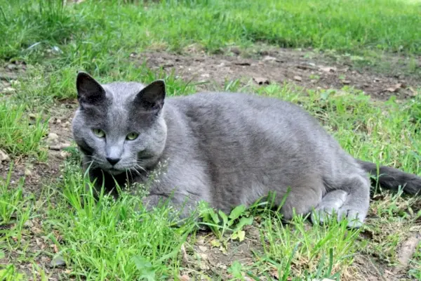 çimenlerin üzerinde gri şişman kedi