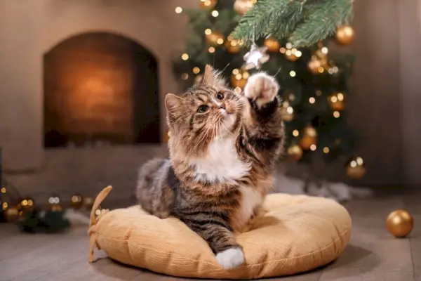 Fröhliche Weihnachten mit getigerter Katze, die auf dem Kissen spielt