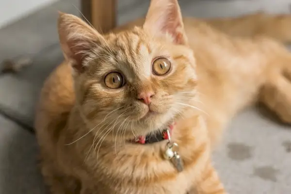 Orange getigerte Katze liegt auf dem Boden