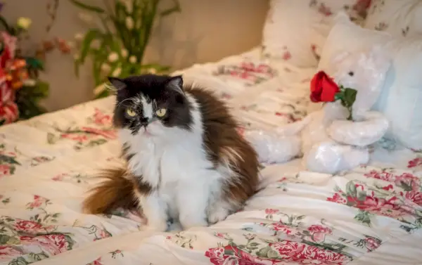 Persische ältere Katze auf dem Bett