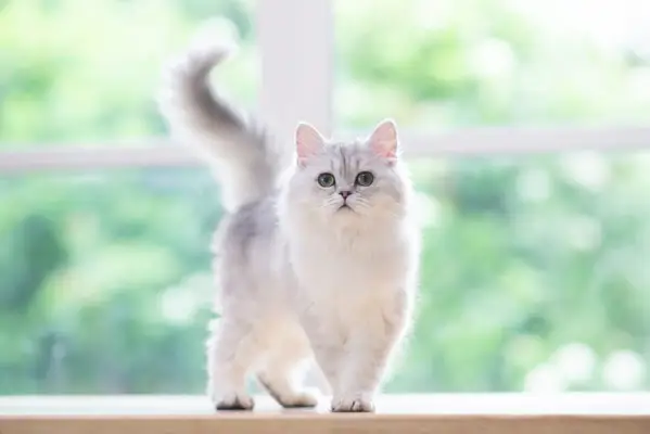 Perserkatze kreist auf einem Tisch am Fenster