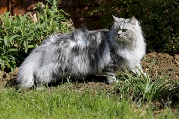 Graue Perserkatze im Garten