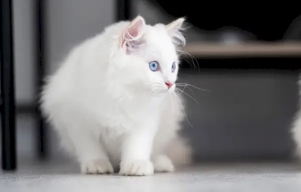 gato muñeco de trapo blanco mirando algo a lo lejos