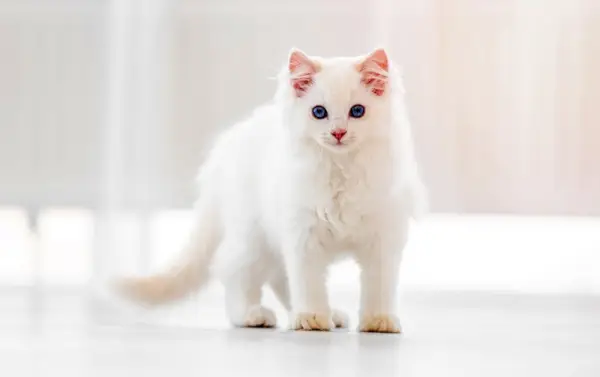 Gato Ragdoll blanco: imágenes, hechos, origen e historia