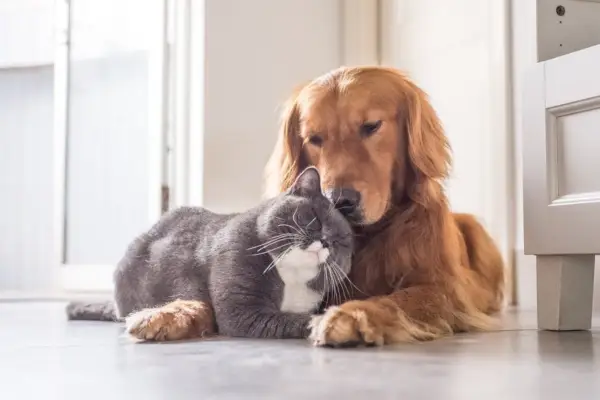 câlins chien et chat