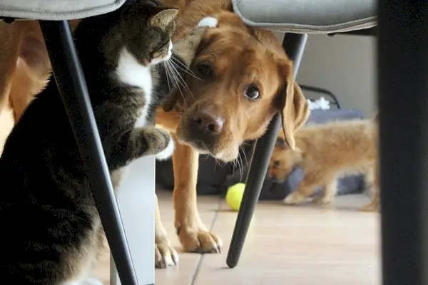 un chien chassant un chat sous la table