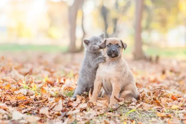 Kodėl katės laižo šunis? 4 veterinaro peržiūrėtos priežastys