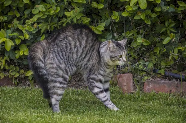 Gato inchado com medo de cachorro