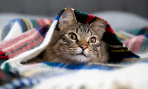 Jovem gato malhado fofo escondido em um cobertor de lã