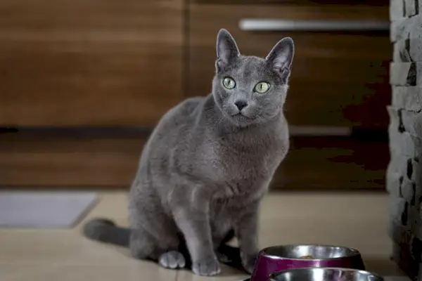 chat bleu russe assis près d'un bol d'alimentation