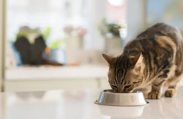 chat mangeant dans un bol en métal