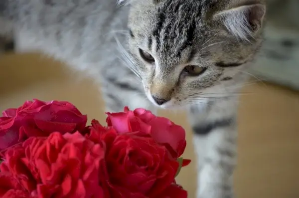 Katze riecht nach Rosen