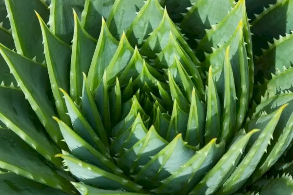 Aloe-Vera-Pflanze