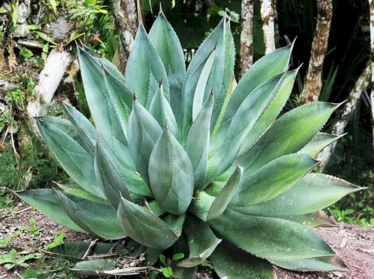 riesige Aloe Vera