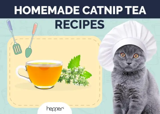 Recetas caseras de té de hierba gatera para gatos