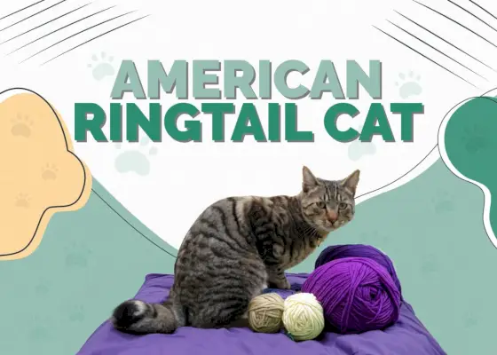 American Ringtail Cat Breed Info: Bilder, omsorg, egenskaper og fakta