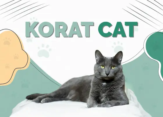 Korat-Katze