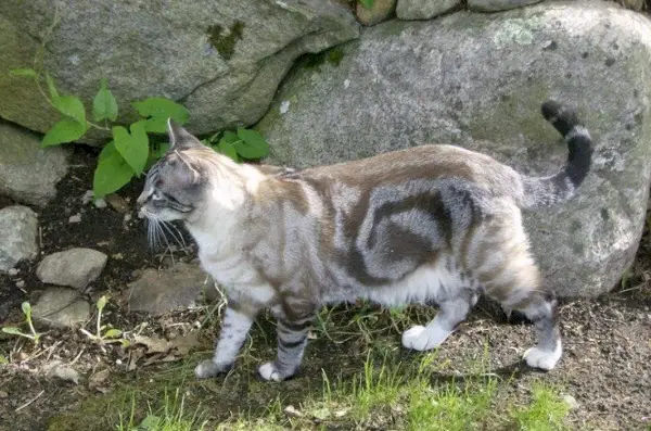 mermer bengal kedisi