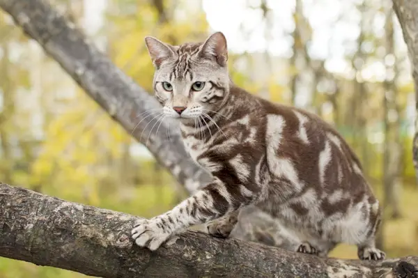 Ağaçta Mermer Bengal Kedisi