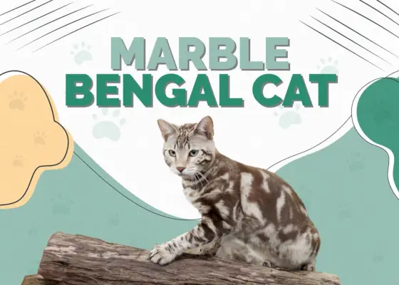 Mermer Bengal Kedisi