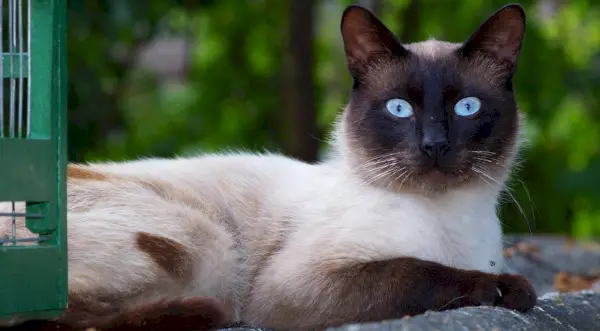 balinesische hypoallergene Katze