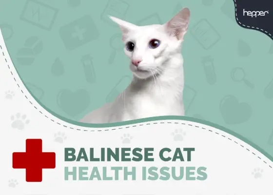 Gesundheitsprobleme bei balinesischen Katzen