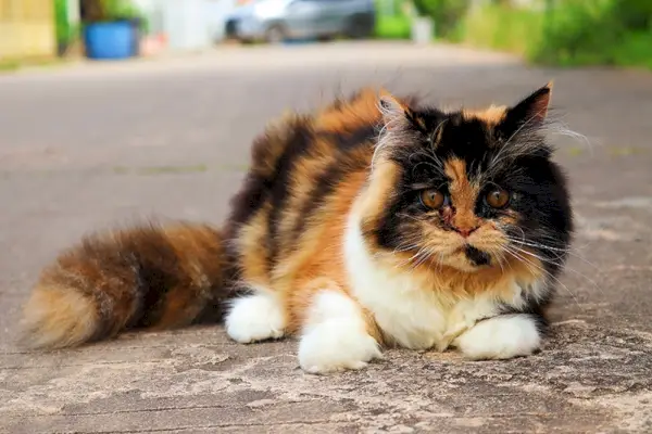 chat calico dans l'allée