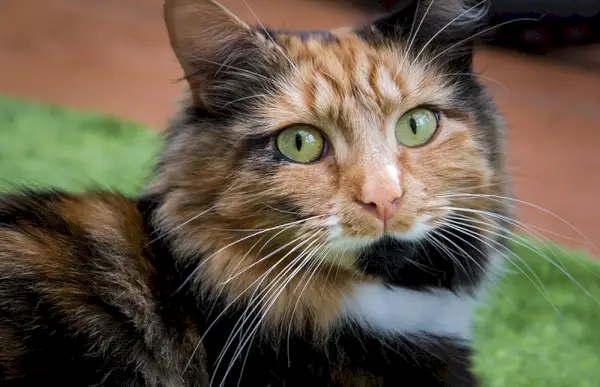 calicot ragdoll de près