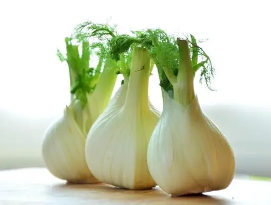 Fenchel