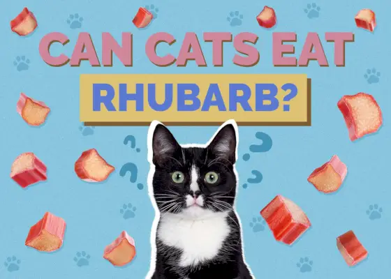 Hepper_Can Cats Eat_Rhubarb