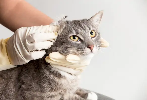 El veterinario cuida al gato gris limpiando el oído enfermo antes del procedimiento con guantes.