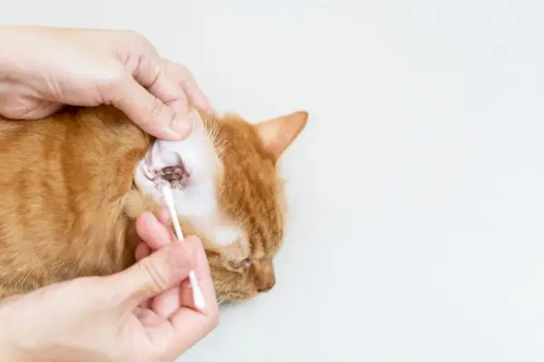 gato naranja con cera en los oídos