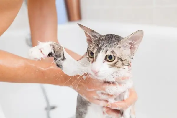 猫をお風呂に入れる女性