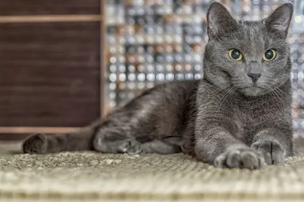 Russische blaue Katze, die sich hinlegt