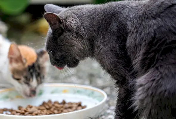 Streunende Katzen fressen Trockenfutter aus der Schüssel