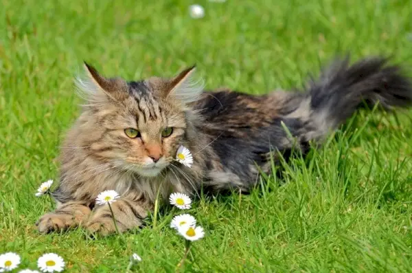 Braun gefleckte norwegische Waldkatze liegt auf Gras