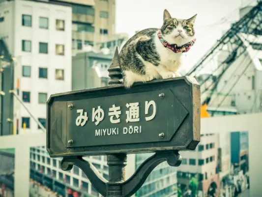 Katze in Japan