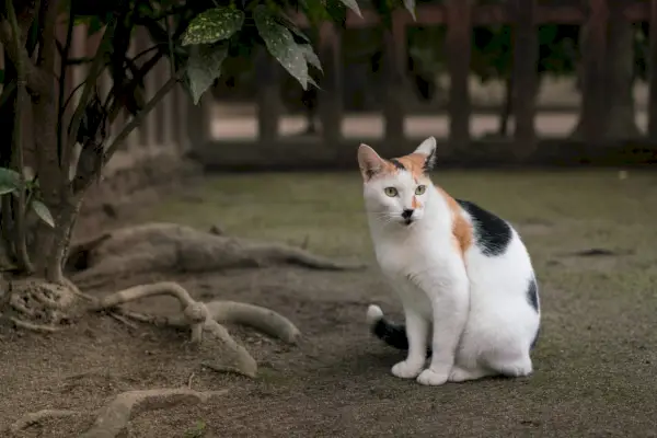 Calico-Katzen sind gefleckte Hauskatzen