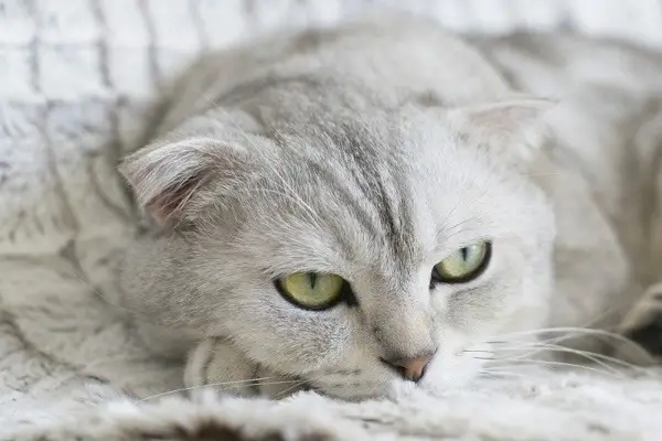 Scottish Fold silberfarben