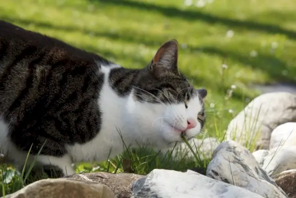 chat mange de l'herbe