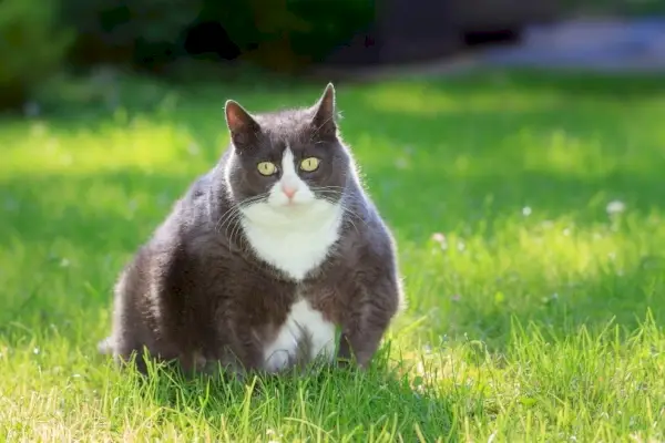 Fette Katze sitzt auf dem Gras